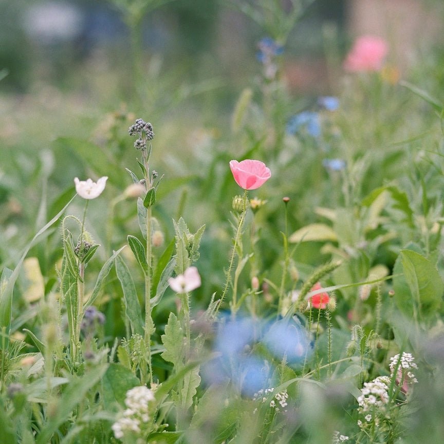 Pollinator Wildflower Blend Seeds
