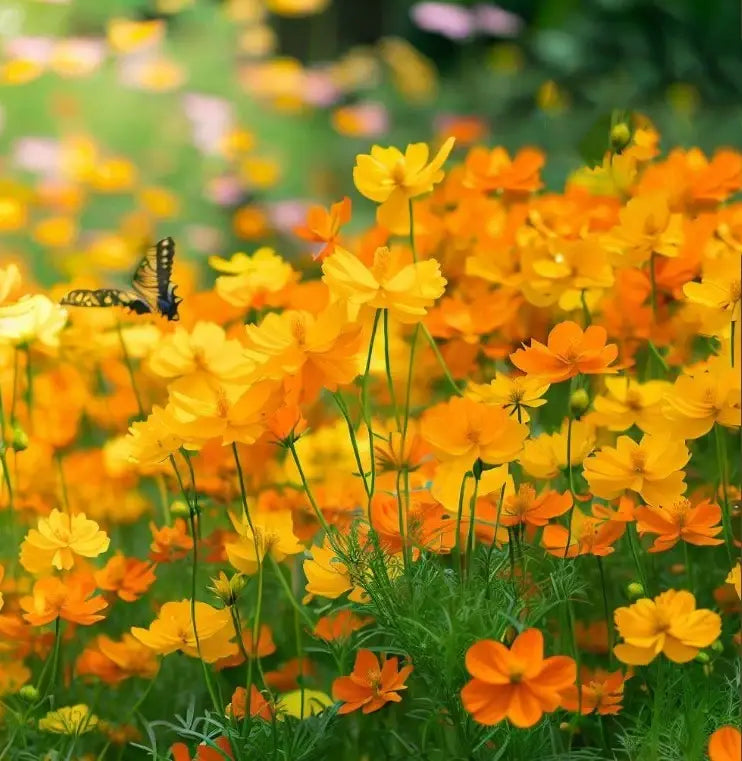 Dwarf Sulfur Cosmos Flower Seeds