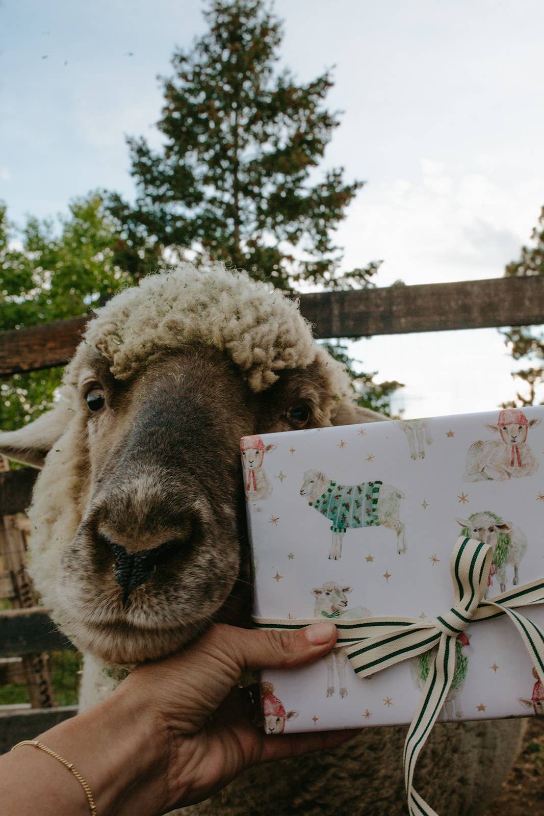 Gift Wrap Roll - Holiday Sheep