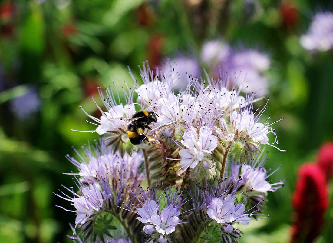 Purple Tansy Flower Seeds