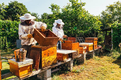 People harvesting honey from bee boxes