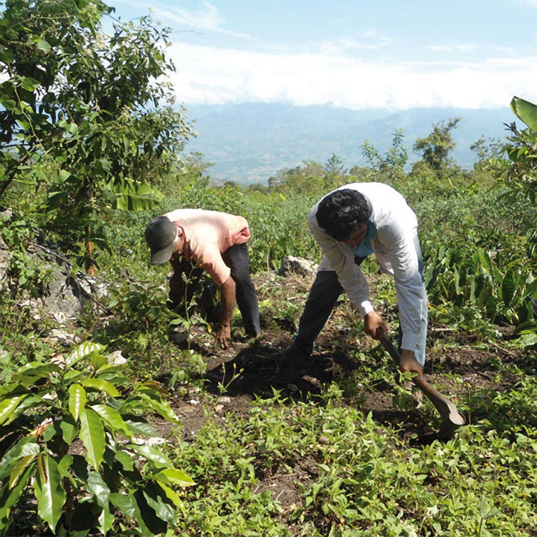 Peru Whole Bean Coffee