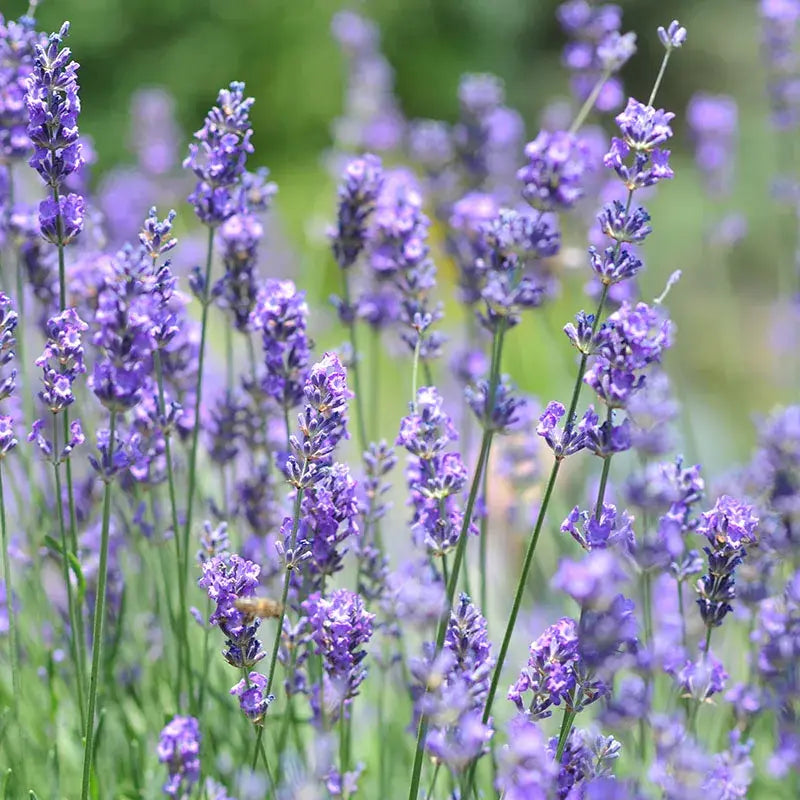 Vera Lavender Flower Seeds