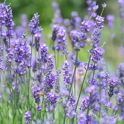 Vera Lavender Flower Seeds