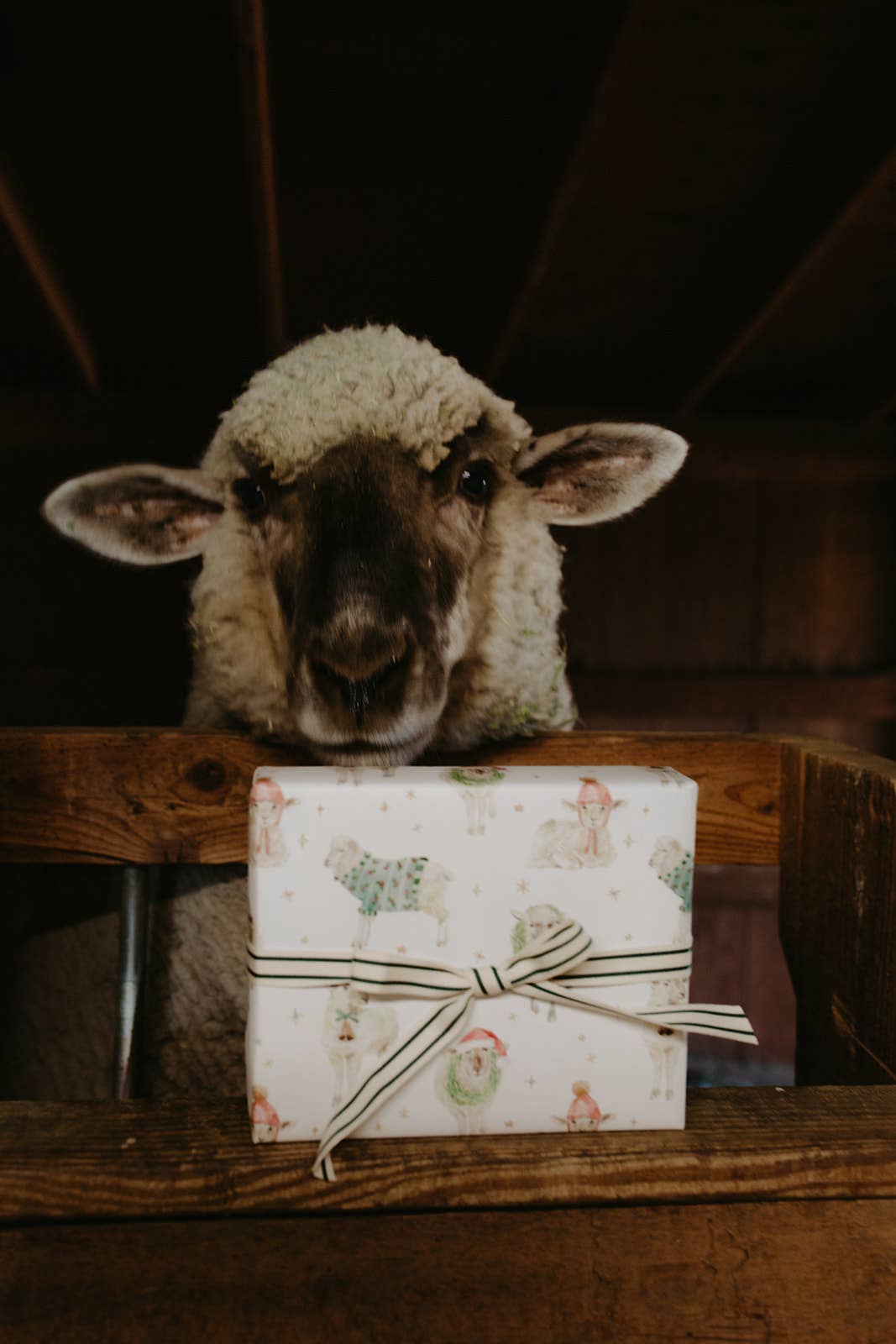 Sheep with a wrapped gift on a wooden surface