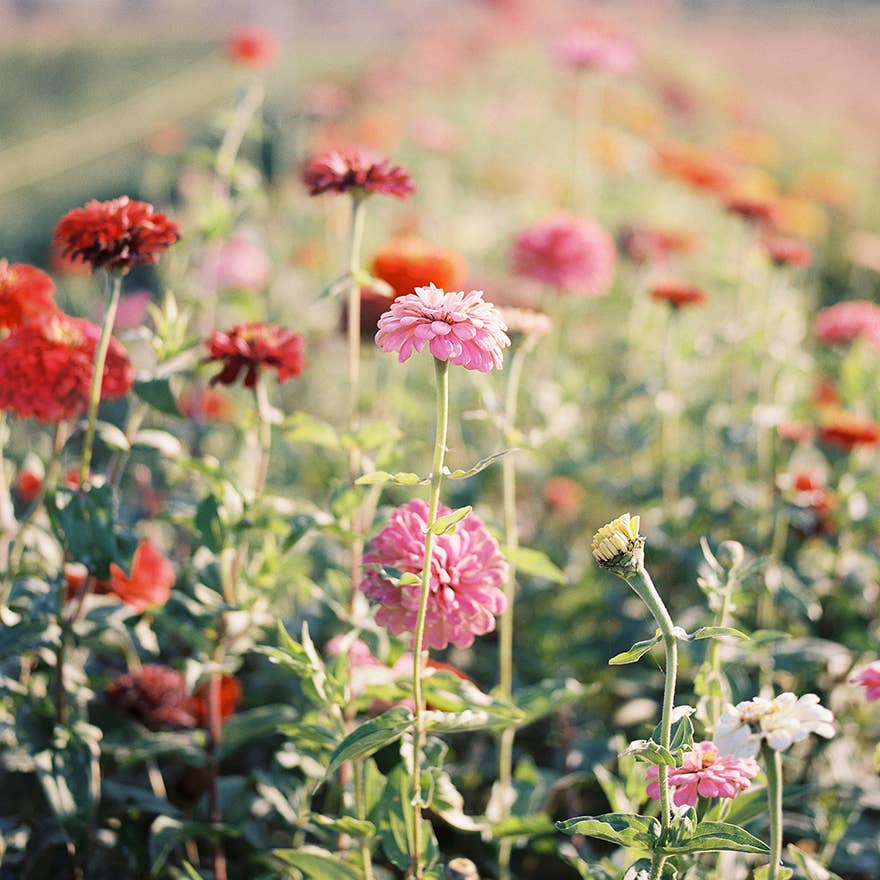 Pumila Pompon Zinnia Flower Seeds