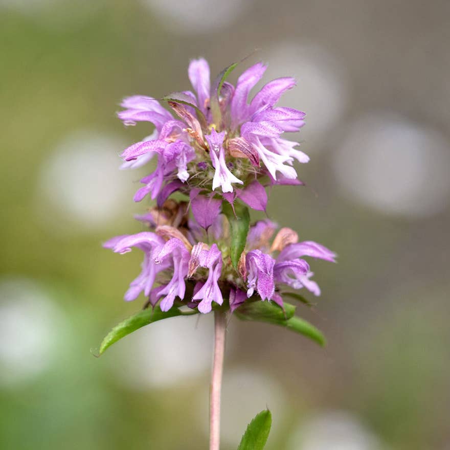 Lemon Mint Bee Balm Flower Seeds